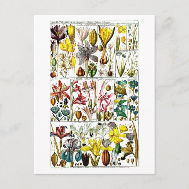 Vintage Triandria Floral Botanical Chart Postcard (Front)