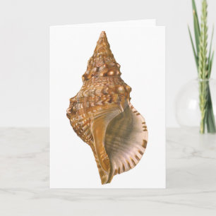 Vintage Triton Seashell Shell, Marine Ocean Animal Card
