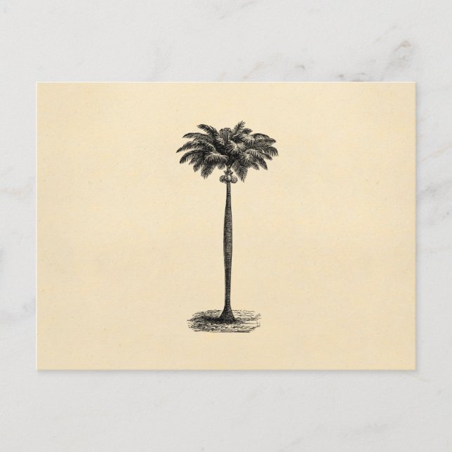 Vintage Tropical Island Palm Tree Template Blank Postcard (Front)