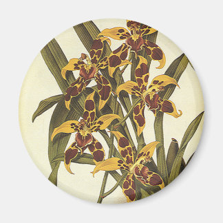 Vintage Tropical Odontoglossum Orchid Flowers Magnet