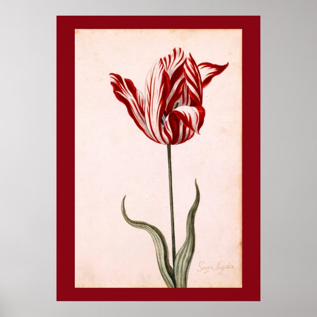Vintage Tulip Drawing Poster (Front)