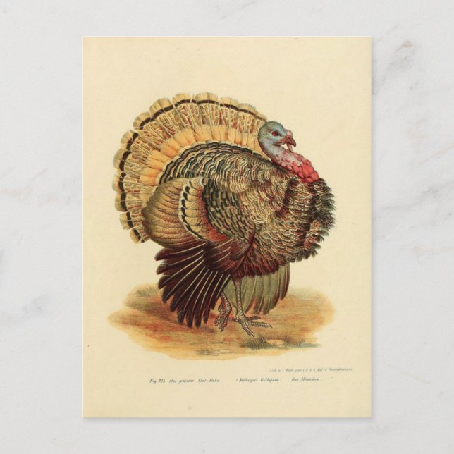 Vintage turkey illustration birds collection postcard (Front)