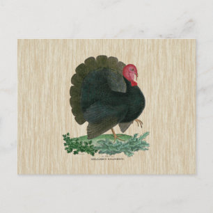 Vintage Turkey Postcard