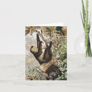 Vintage Two-Toed Sloth 1900 Book Illustration Note Card