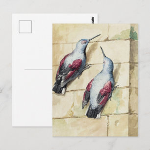 Vintage Two Wallcreepers Stone Wall Bird Decor Postcard