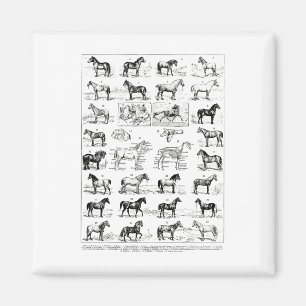 Vintage Types Of Horses Horse Breed Horseback Ridi Magnet