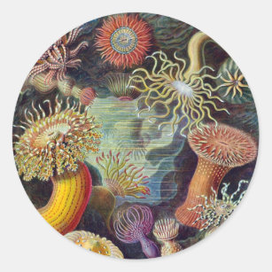 Vintage Underwater Sea Anemones by Ernst Haeckel Classic Round Sticker