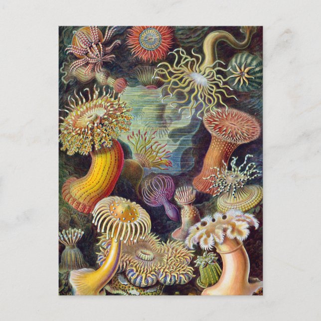 Vintage Underwater Sea Anemones by Ernst Haeckel Postcard (Front)