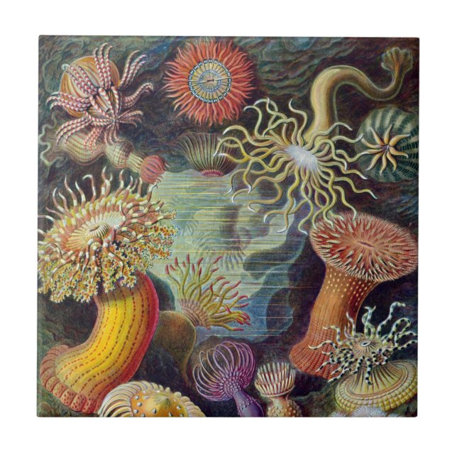 Vintage Underwater Sea Anemones by Ernst Haeckel Tile (Front)
