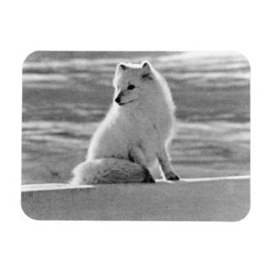 Vintage USA Alaska Arctic fox 1970 Magnet