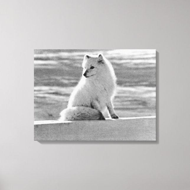 Vintage USA Alaska Arctic fox Canvas Print (Front)