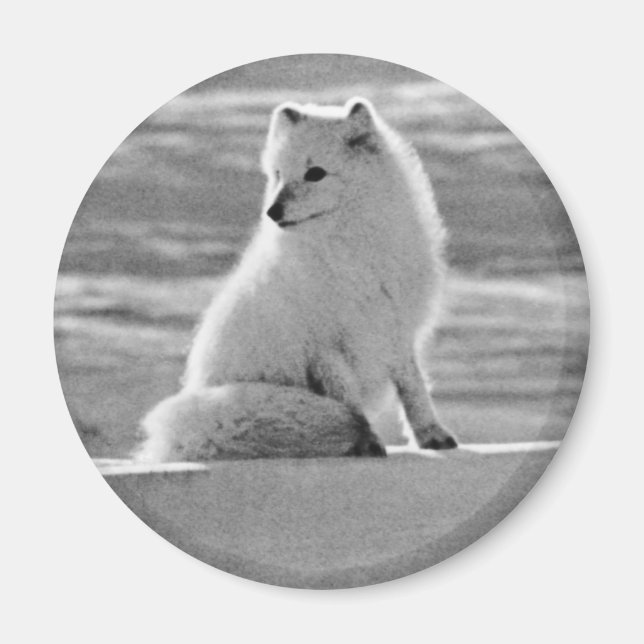 Vintage USA Alaska Arctic fox Magnet (Front)