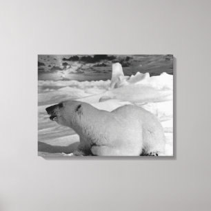 Vintage USA Alaska polar bear Canvas Print