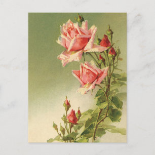 Vintage Valentine's Day Pink Victorian Garden Rose Holiday Postcard
