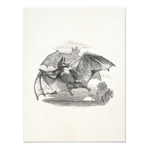 Vintage Vampire Bats Personalised Retro Bats Photo Print