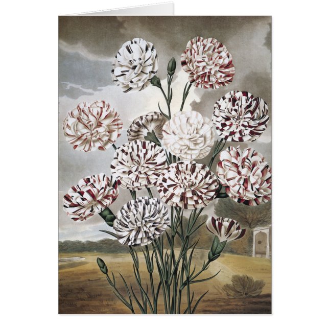 Vintage Variegated Carnation Flowers with Grey Sky (Front)