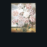 Vintage Variegated Carnation Flowers with Grey Sky Canvas Print<br><div class="desc">Vintage illustration botanical nature design featuring variegated carnations with an antique landscape design with grey storm clouds.</div>