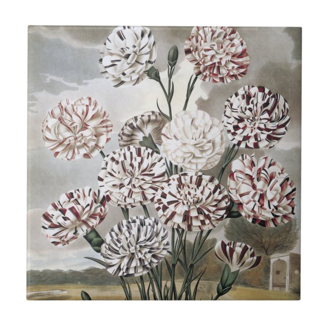 Vintage Variegated Carnation Flowers with Grey Sky Tile (Front)