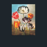 Vintage Variegated Tulip Flowers in a Landscape Canvas Print<br><div class="desc">Vintage illustration botanical nature design featuring seven variegated tulips with an antique Dutch inspired landscape design in the background,  c 1830. Variegated tulips are striking,  multi-colored flowers featuring stripes,  streaks,  or flames,  historically prized during the 17th-century Dutch "tulipomania" as symbols of wealth.</div>