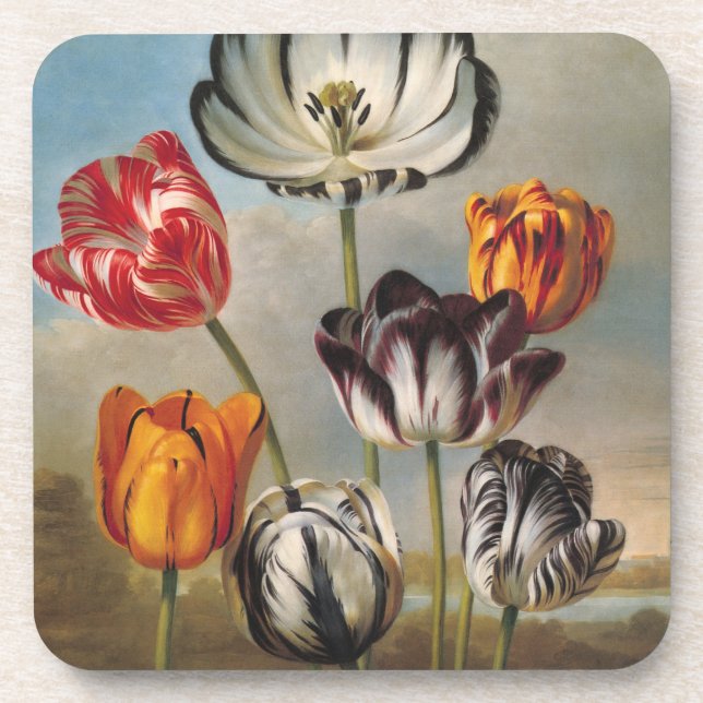 Vintage Variegated Tulip Flowers in a Landscape Coaster (Front)
