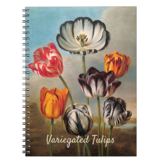 Vintage Variegated Tulip Flowers in a Landscape Notebook