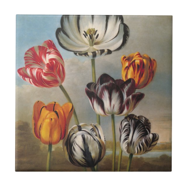 Vintage Variegated Tulip Flowers in a Landscape Tile (Front)