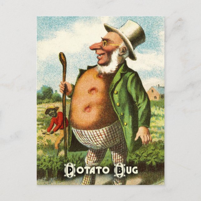 Vintage Vegetable Postcard Series: Potato (Front)