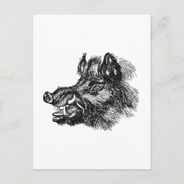 Vintage Vicious Wild Boar w Tusks Template Postcard (Front)