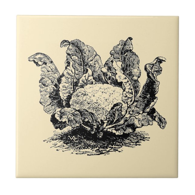 Vintage Victorian Era Vegetable Cauliflower Tile (Front)