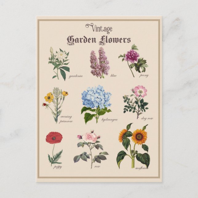 Vintage Victorian Garden Flower Floral Postcard (Front)