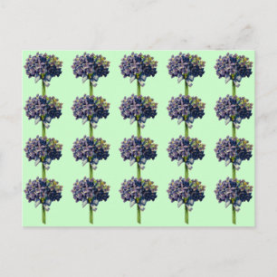 Vintage Violets Postcard
