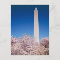 Vintage Washington DC Postcard