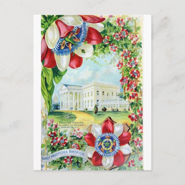 Vintage Washington DC White House Retro Travel Postcard (Front)