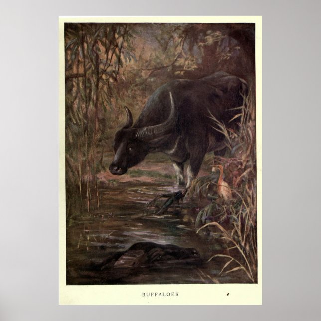 Vintage Water Buffalo Painting (1909) Poster (Front)