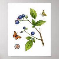 Vintage Watercolor Blueberry botanical Poster