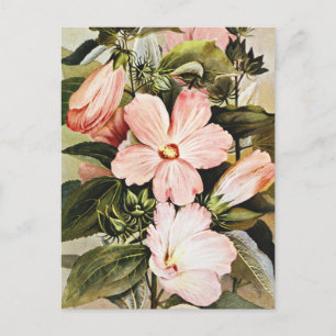 Vintage Watercolor Rose mallow Wildflowers  Postcard