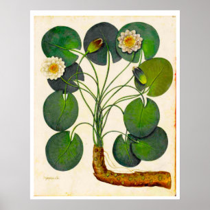 Vintage Waterlily Botanical illustration Poster