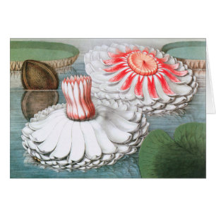 Vintage Waterlily Flowers, Waterlilies in a Pond