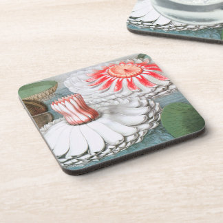 Vintage Waterlily Flowers, Waterlilies in a Pond Coaster