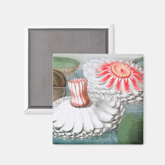 Vintage Waterlily Flowers, Waterlilies in a Pond Magnet