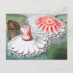 Vintage Waterlily Flowers, Waterlilies in a Pond Postcard