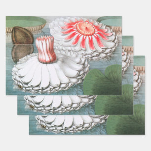 Vintage Waterlily Flowers, Waterlilies in a Pond Wrapping Paper Sheet