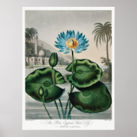 Vintage WaterLily Illustration