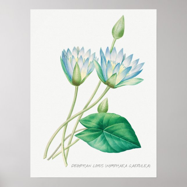 Vintage WaterLily Illustration Poster (Front)