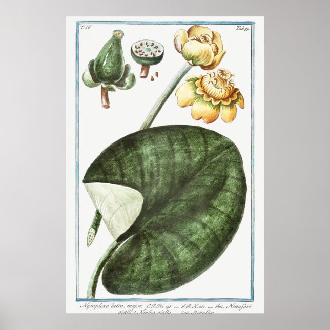 Vintage WaterLily Illustration Poster (Front)