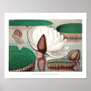 Vintage WaterLily Illustration Poster