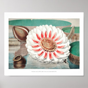 Vintage WaterLily Illustration Poster