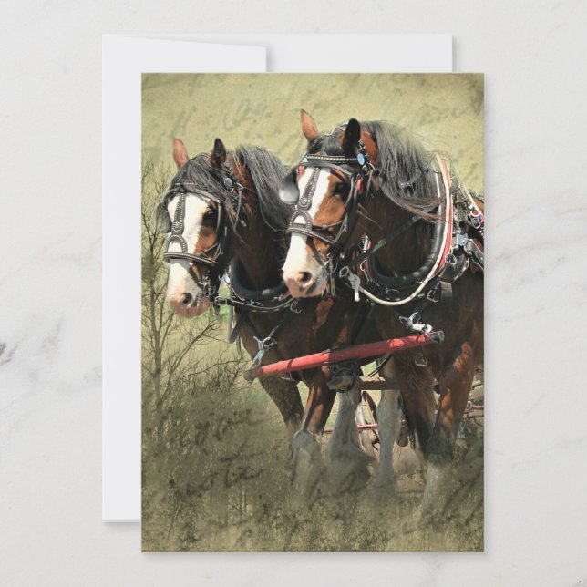 Vintage Weathered Clydesdale Postcard (Front)