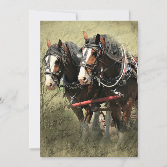 Vintage Weathered Clydesdale Postcard (Front)
