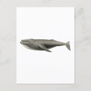 VINTAGE WHALE ILLUSTRATION POSTCARD